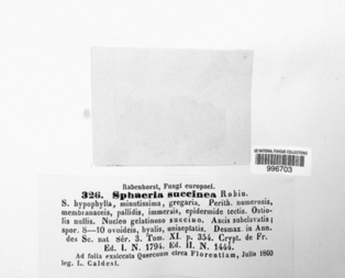 Leiosphaerella succinea image
